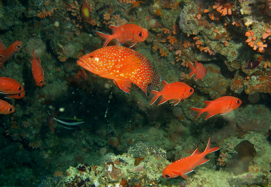 IMG_0253_rc_Maldives_Madoogali_Vielle de corail-Celphalopholis miniata et Poisson soldat-Myripritisborde de blanc-Myripritis Vittata.jpg